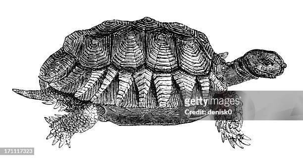 landschildkröte - schildkröte stock-grafiken, -clipart, -cartoons und -symbole