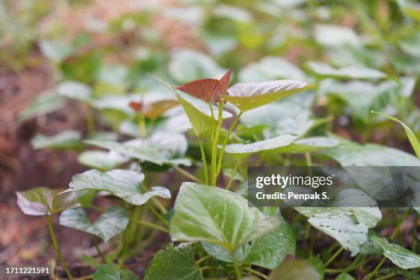 Poteto Tree Potato Tree Photos and Premium High Res Pictures - Getty Images