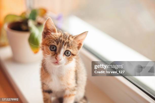 little rescued calico kitten - calico cat stock pictures, royalty-free photos & images