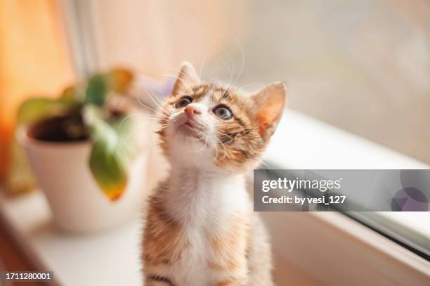 little rescued calico kitten looking up - calico cat stock pictures, royalty-free photos & images