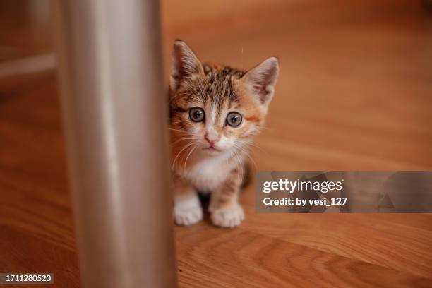 little rescued calico kitten - calico cat stock pictures, royalty-free photos & images