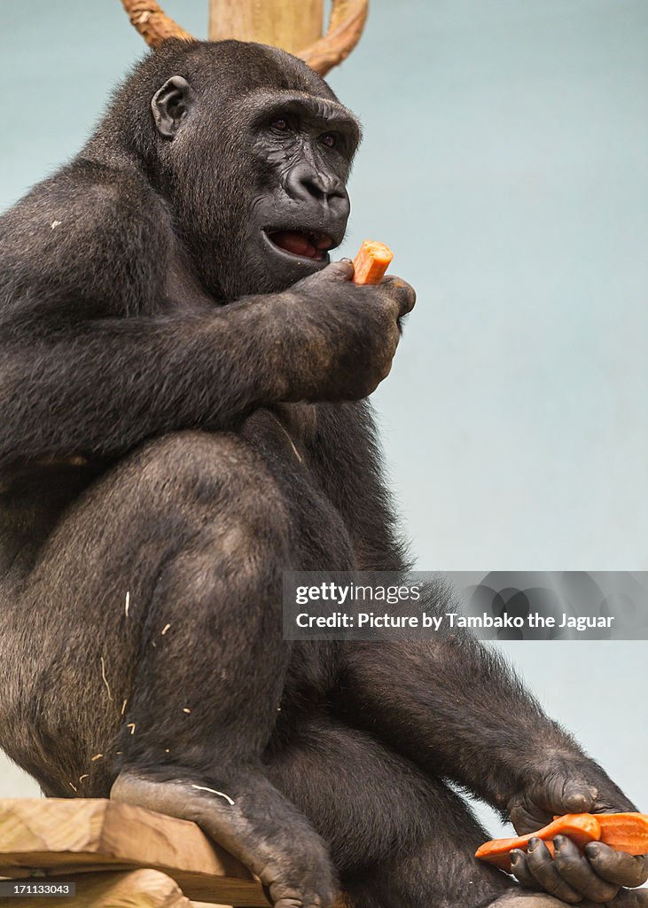 Young gorilla eating