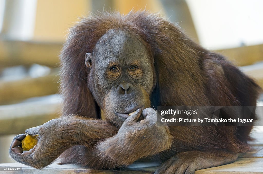 Cool eating orangutan