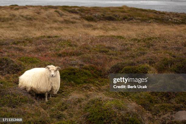 isländische schafe. - reiseroute golden circle stock-fotos und bilder