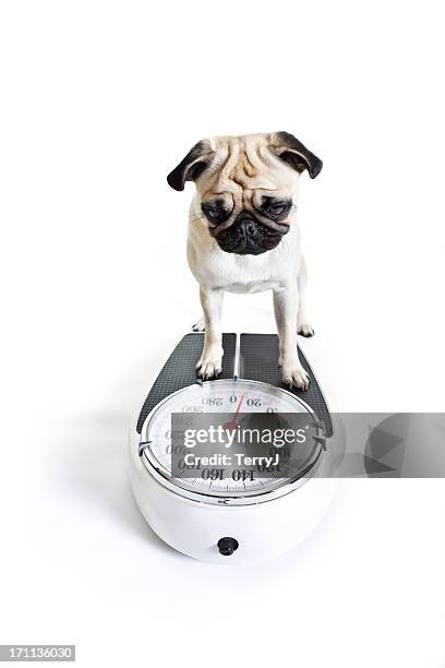 weight watcher - dog anticipation stock pictures, royalty-free photos & images