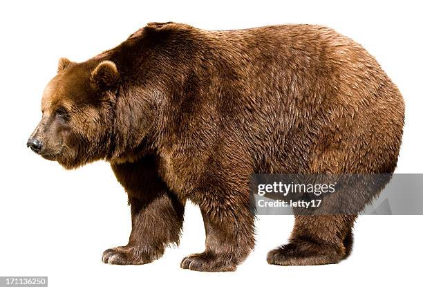 bear isolated - ursus arctos stock pictures, royalty-free photos & images