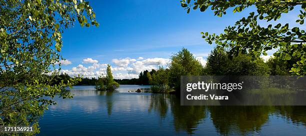 summer by the lake - birch tree forest stock pictures, royalty-free photos & images