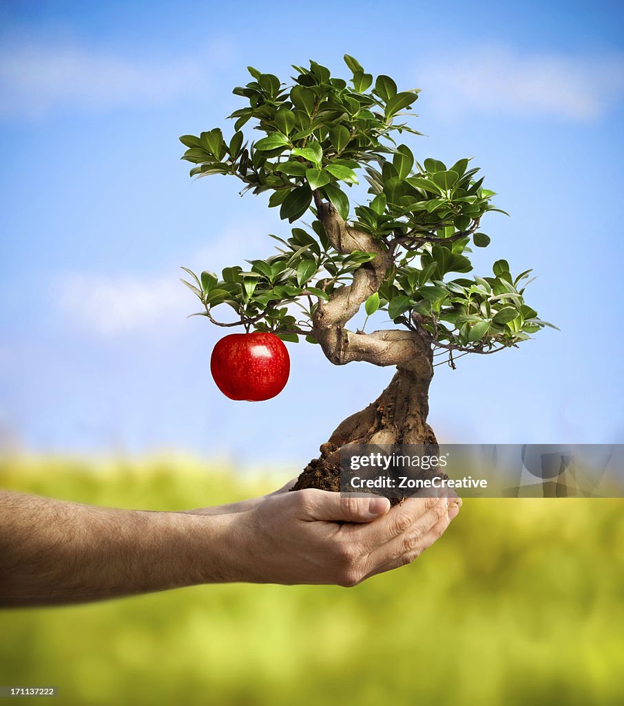 Man hand offer bonsai tree with apple fruit