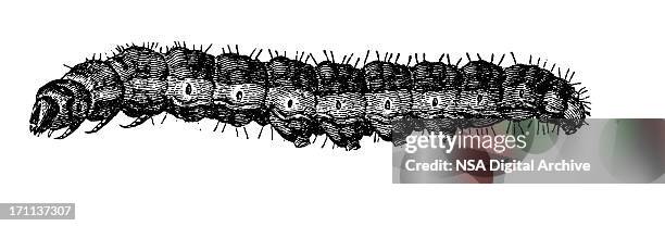 caterpillar - caterpillar stock illustrations