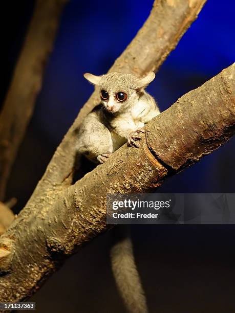 bush baby - bush baby stock pictures, royalty-free photos & images