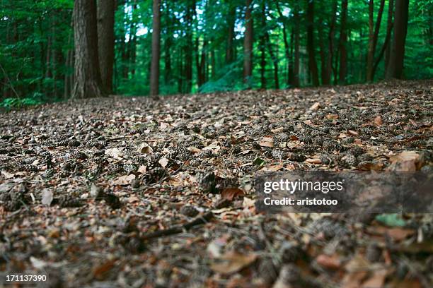 pine forest - woodland floor stock pictures, royalty-free photos & images