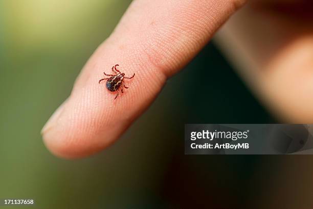 wood tick - tick stock pictures, royalty-free photos & images