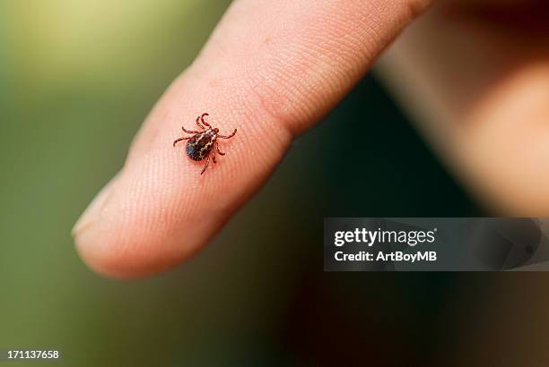 carraça da madeira - insect imagens e fotografias de stock