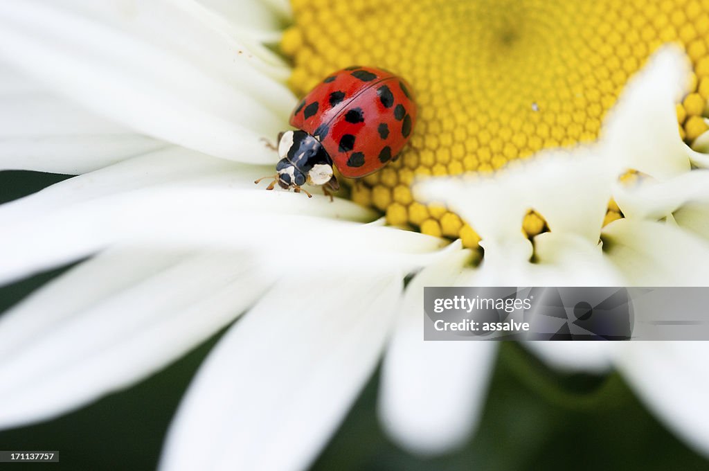 Ladybug crawls