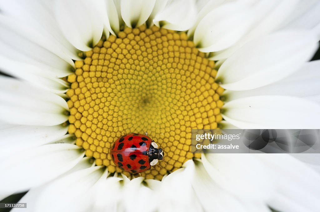 Ladybug and daisy