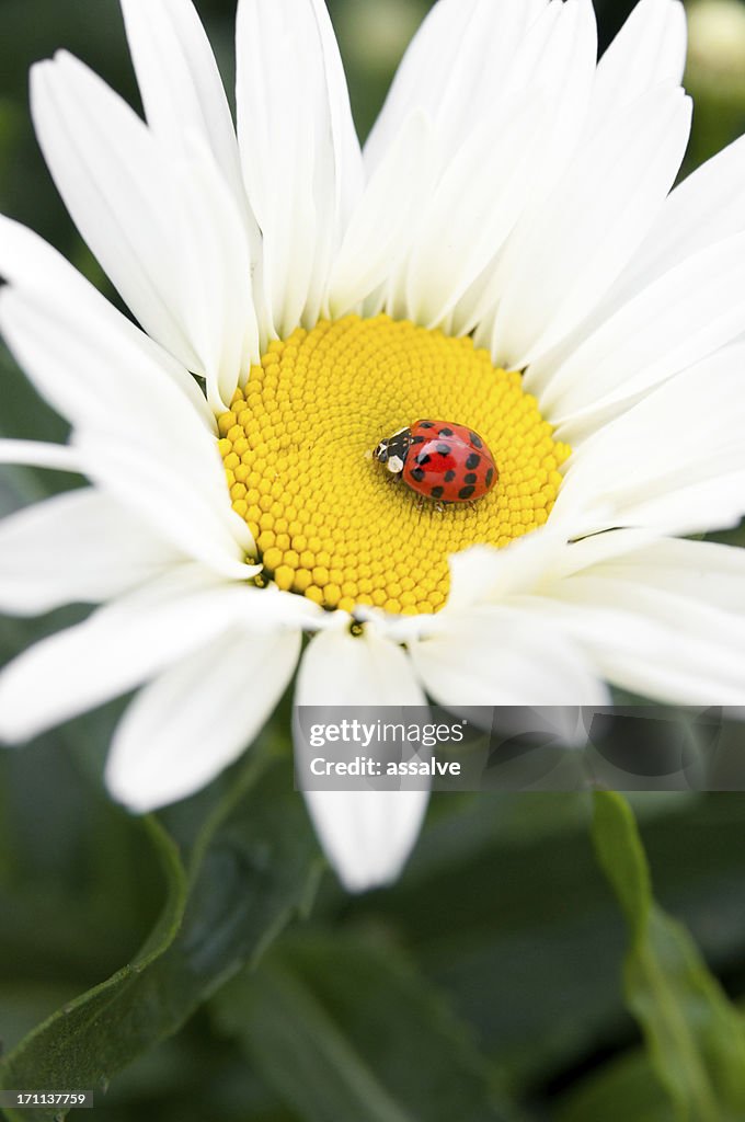 Daisy and ladybug