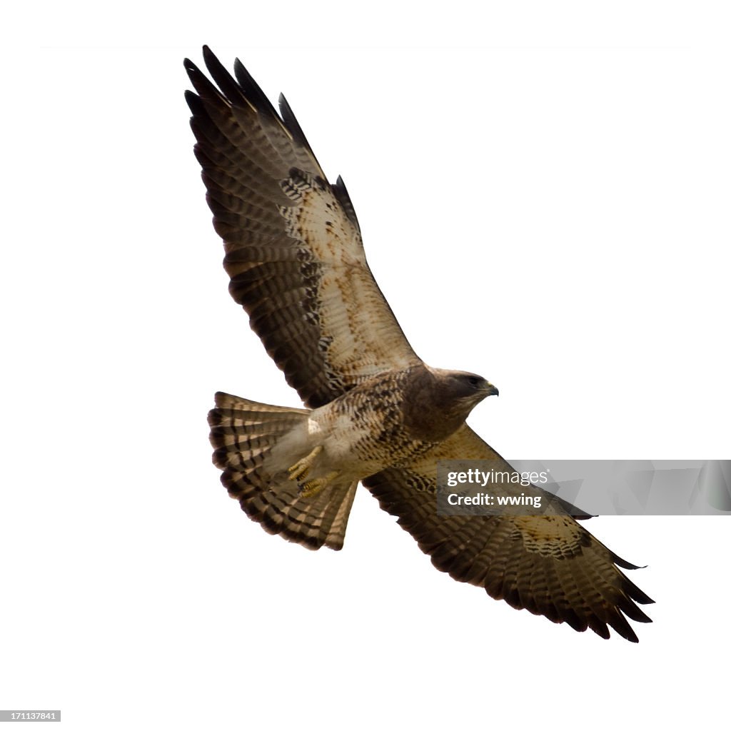 Soaring Swainson's Hawk Isolated on White