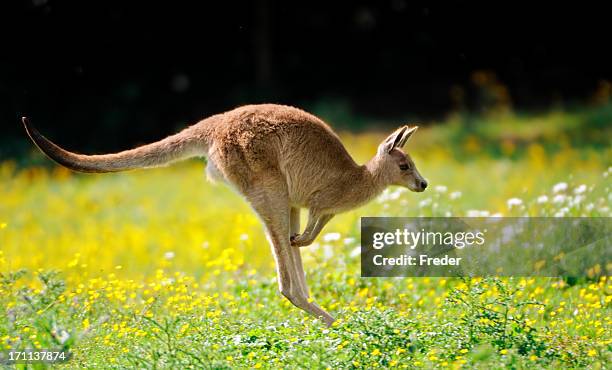 salto kangaroo - canguro fotografías e imágenes de stock