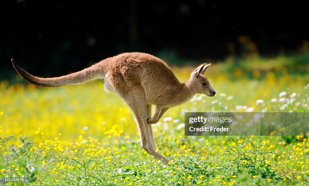 Jumping kangaroo