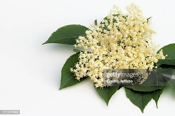 1 538点のニワトコのストックフォト Getty Images 1 538点のニワトコのストックフォト Getty Images