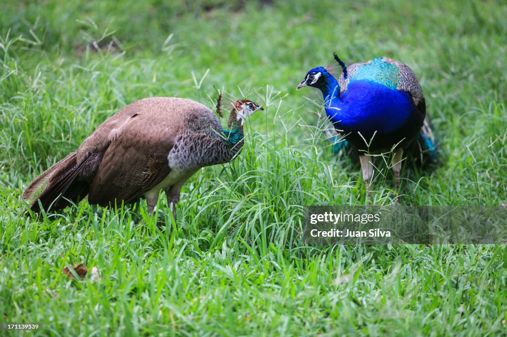 Peacock and peahen on the grass