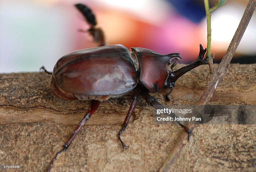 Allomyrina dichotoma (Rhinoceros Beetle)
