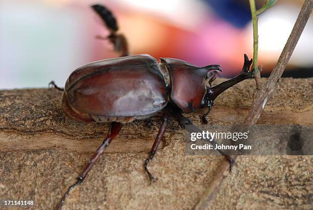 allomyrina dichotoma (rhinoceros beetle) - allomyrina dichotoma stock pictures, royalty-free photos & images