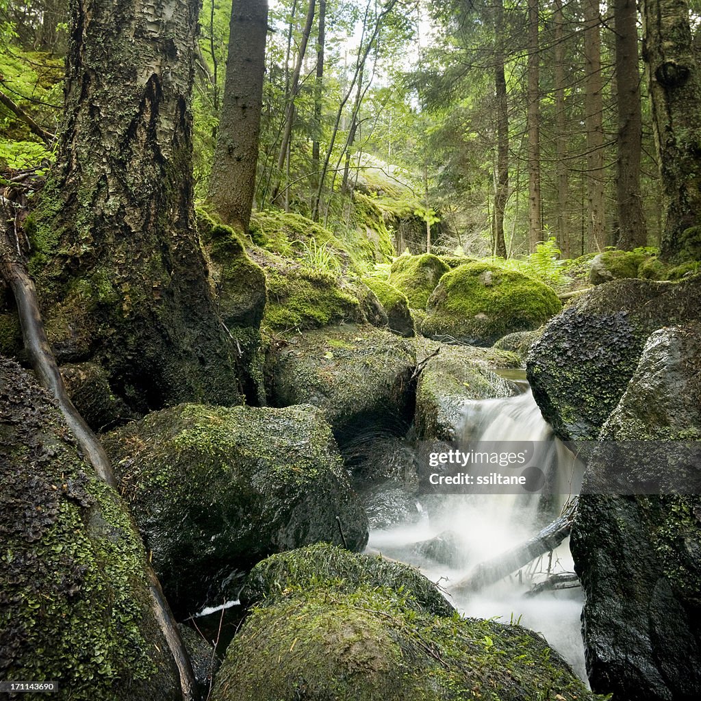 Forest Creek Scandinavia