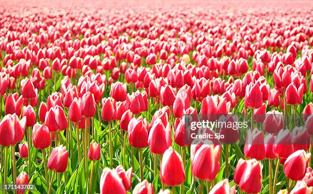 field of tulips - didier's tulip stock pictures, royalty-free photos & images