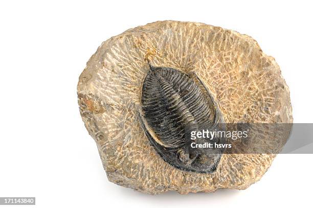 fóssil de um trilobita em isolado fundo branco - fossil - fotografias e filmes do acervo