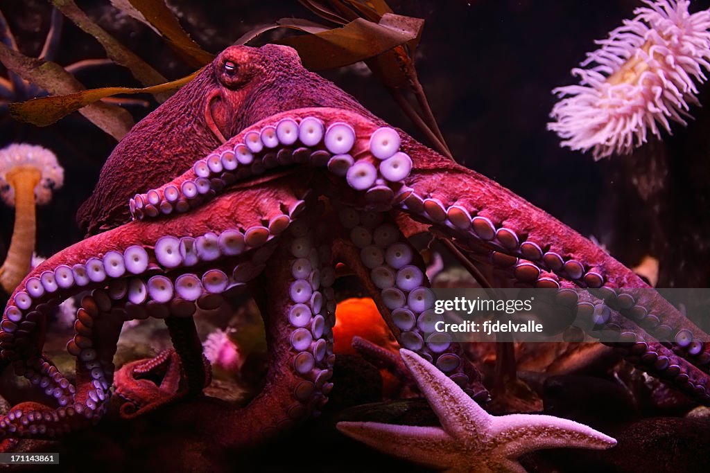 Close-up of a pink octopus in the sea with a starfish