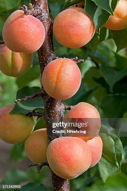 apricots fruit on tree - apricot tree stock pictures, royalty-free photos & images