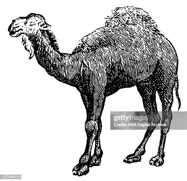 ilustrações, clipart, desenhos animados e ícones de camelo árabe antigo ilustrações de animais / - animal de trabalho