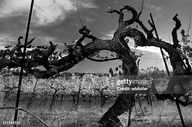 old vine - vine plant stock pictures, royalty-free photos & images