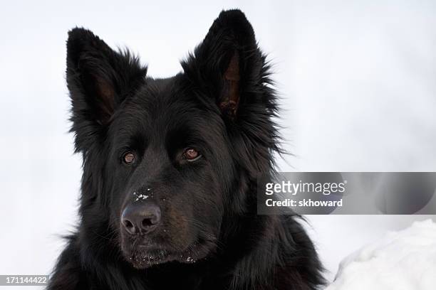 Long Haired Black German Shepherd Dog High-Res Stock Photo - Getty Images