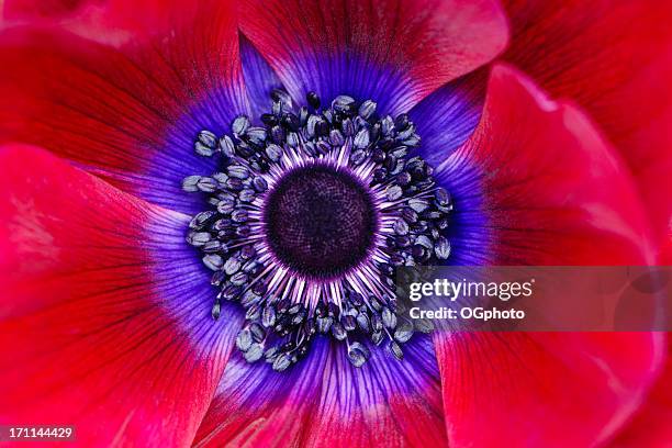 macro d'une extrême anémone rouge pavot - macro flower photos et images de collection