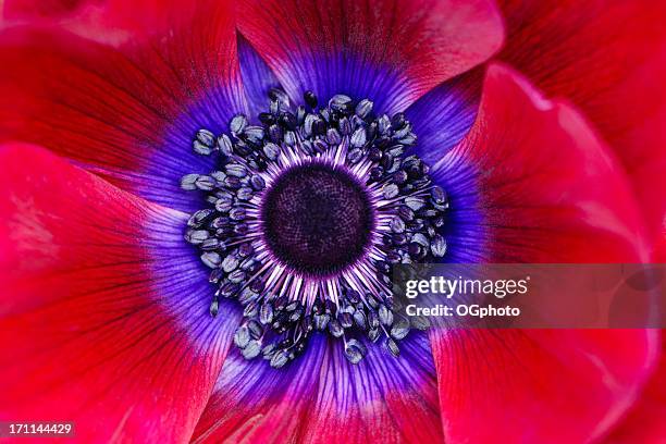 extreme macro of a red anemone poppy - bloemen closeup stockfoto's en -beelden