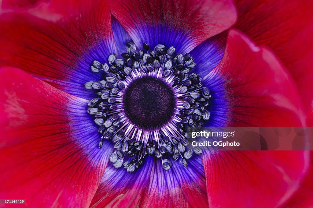 Extreme macro of a red anemone poppy