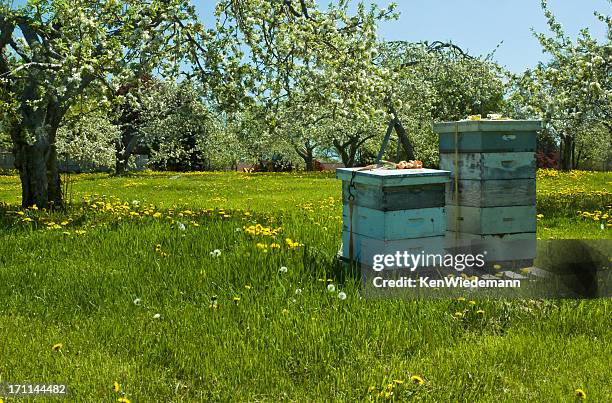 bee hives surrounded by trees on a sunny day - hive stock pictures, royalty-free photos & images