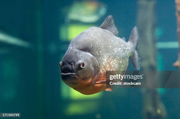 piranha - caribe 個照片及圖片檔