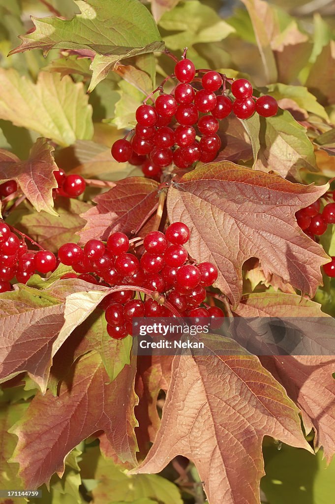 Viburnum berries red