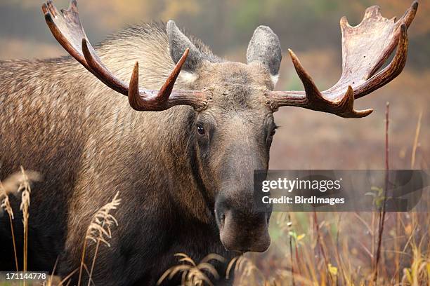 moose face- male bull - elk stock pictures, royalty-free photos & images