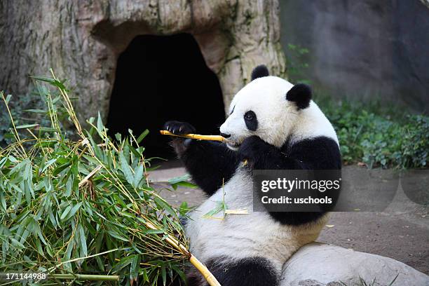 panda happily eating bamboo - panda eating stock pictures, royalty-free photos & images