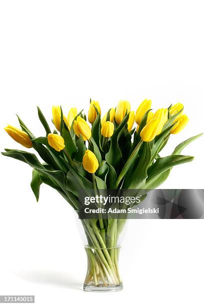 yellow tulips - tulp stockfoto's en -beelden