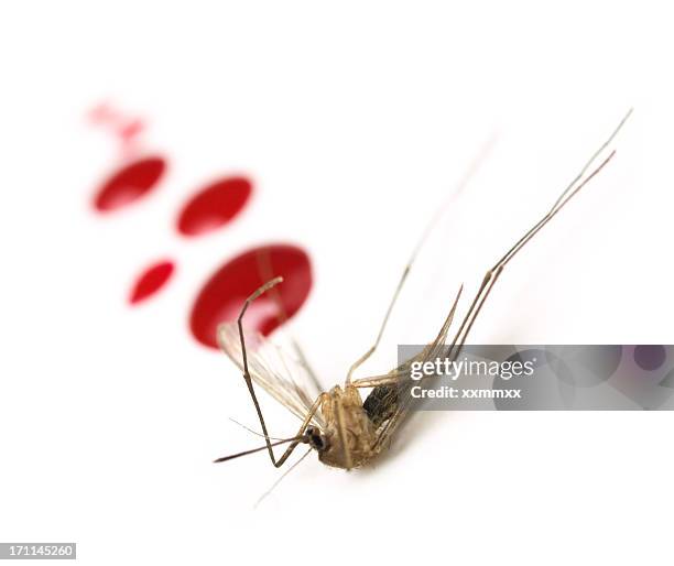 Bug Splatter Photos and Premium High Res Pictures - Getty Images
