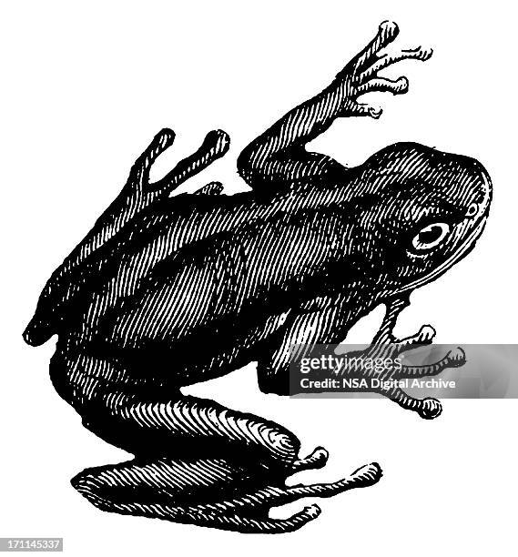 168点のアマガエルイラスト素材 Getty Images 168点のアマガエルイラスト素材 Getty Images