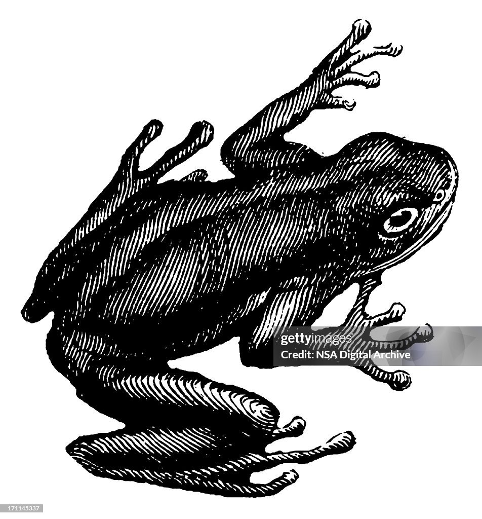 Green tree frog | Antique Animal Illustrations