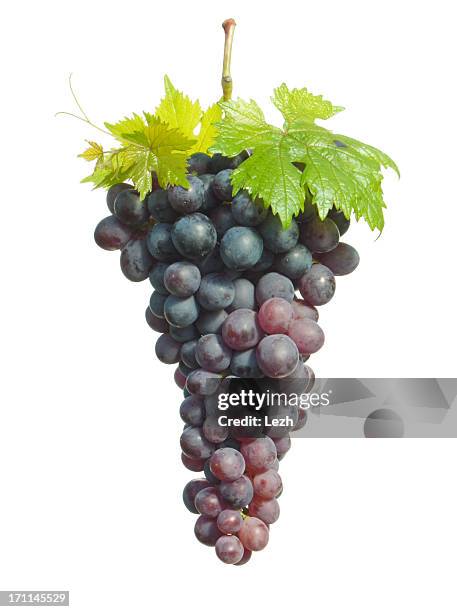 a cluster of ripe purple grapes on the vine isolated - grapes on vine stockfoto's en -beelden