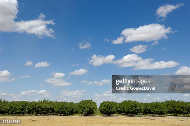 distante vista de orchard ripening nueces y almendras - almond branch fotografías e imágenes de stock