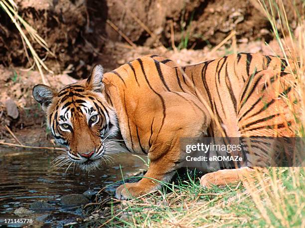 royal bengal tiger - ranthambore national park stock-fotos und bilder